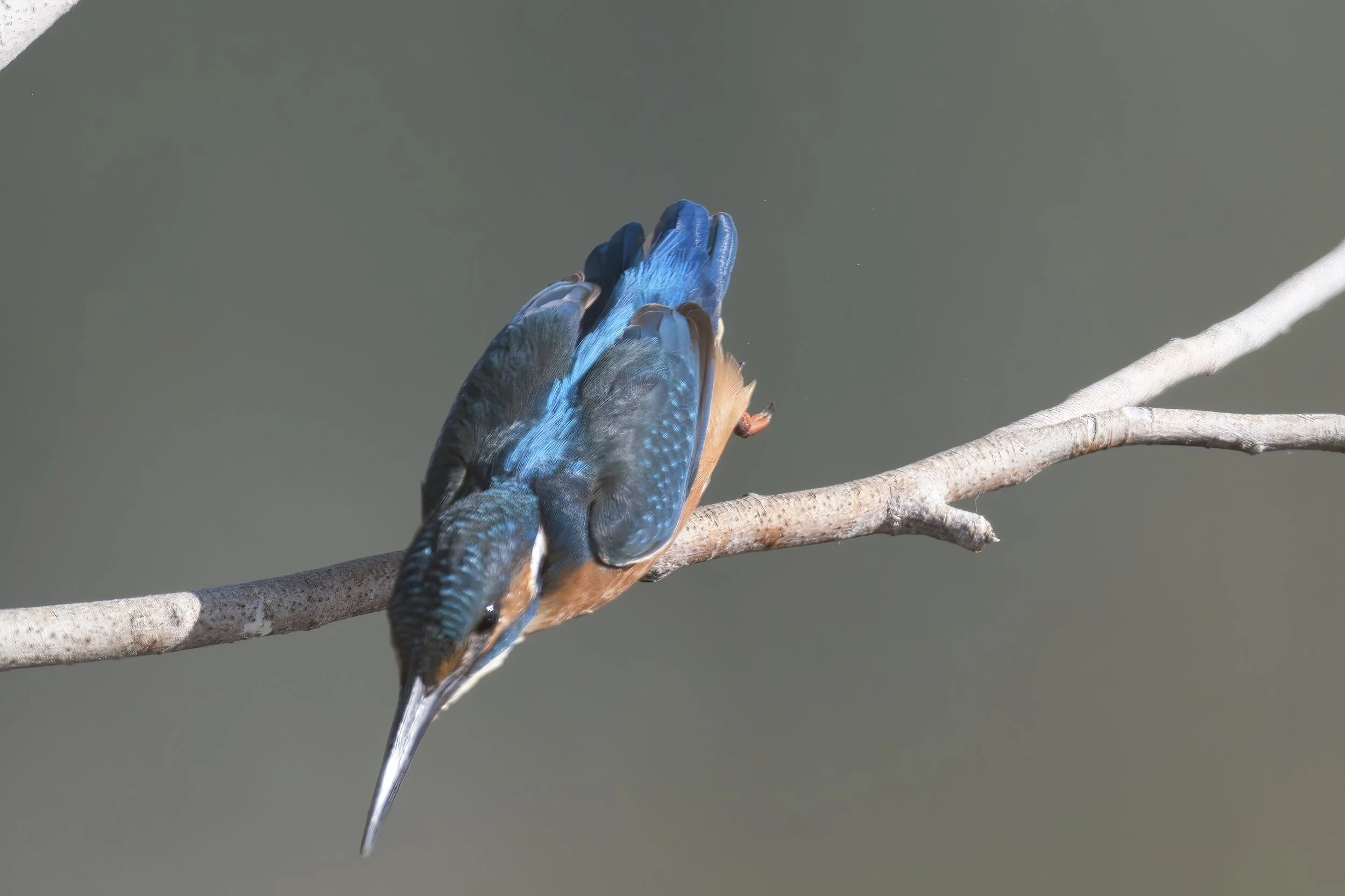 Common Kingfisher (Alcedo atthis) — Wildlife Photography Journey